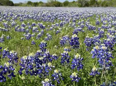 TBD CR 96, Purmela, TX 76566, photo 6